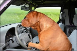 Products That Improve Gas Mileage 17 Dog driving in a car.