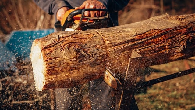 Featured image for "Best Bar and Chain Oil for Chainsaw" blog post. Forest chainsaw.